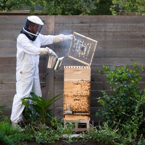 Beekeeper