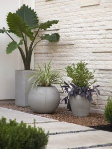 Container Plantings